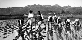 1930년대 농가와 모내기