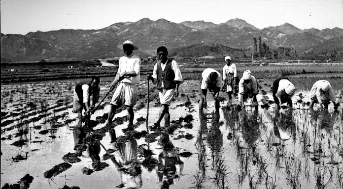 1930년대 농가와 모내기