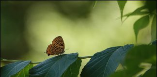 시가도귤빛부전나비