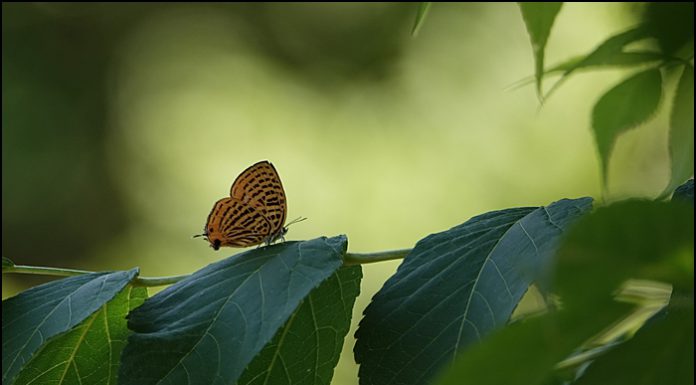 시가도귤빛부전나비