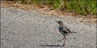 알락할미새 유조
