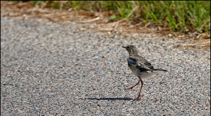 알락할미새 유조