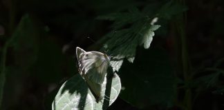 큰줄흰나비의 사랑