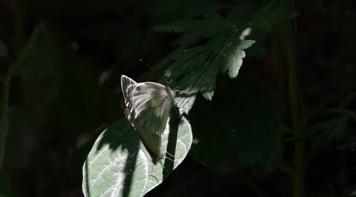 큰줄흰나비의 사랑