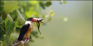 청호반새 육추중