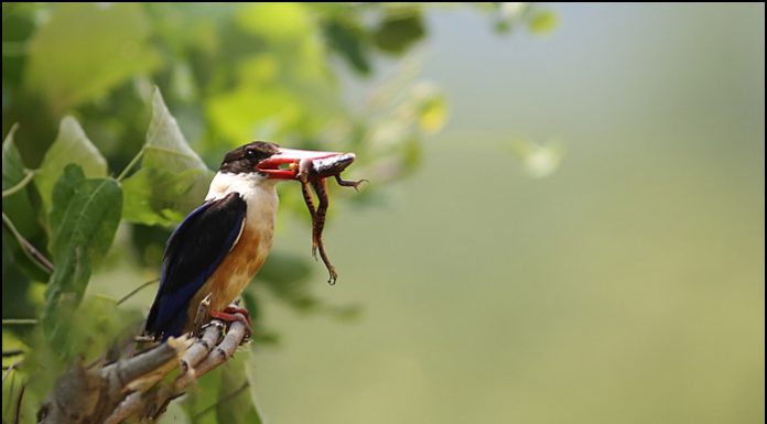 청호반새 육추중