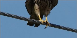 발톱없는 맹금 황조롱이