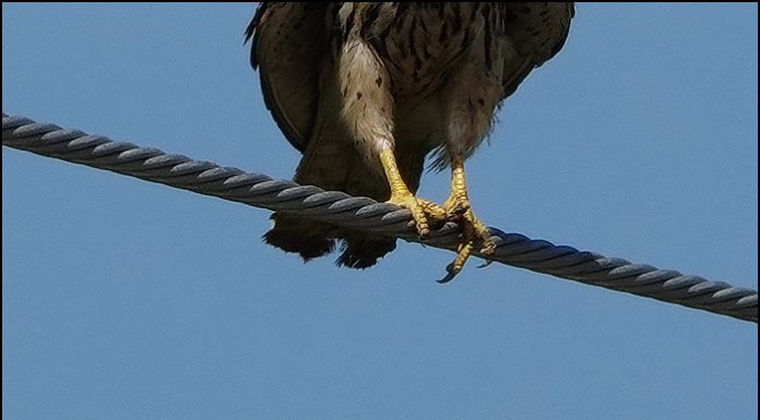 발톱없는 맹금 황조롱이