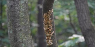 유해곤충 매미나방 어쩌나?