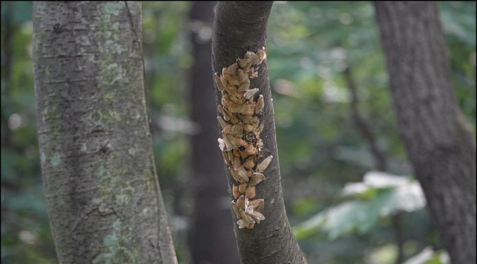 유해곤충 매미나방 어쩌나?