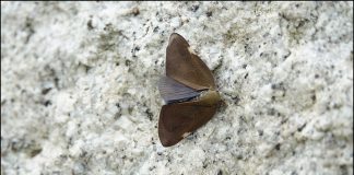 갈색날개매미충