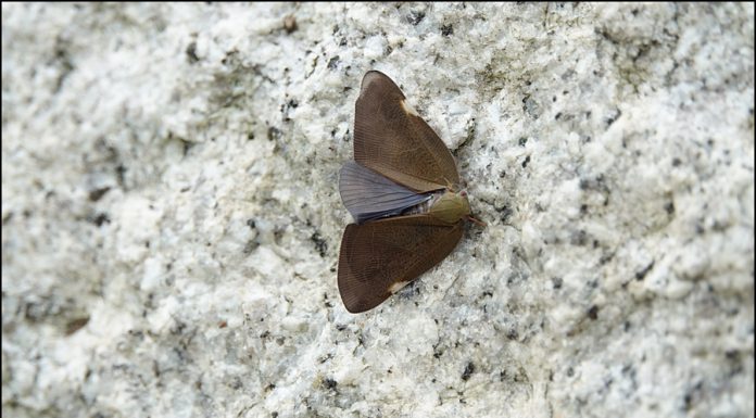 갈색날개매미충