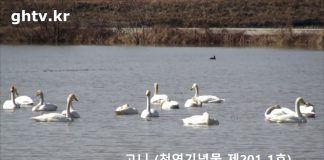 고니 (천연기념물 제 201-1호)