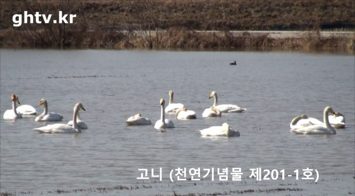 고니 (천연기념물 제 201-1호)