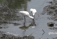 저어새(천연기념물 제205호)