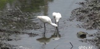 저어새(천연기념물 제205호)