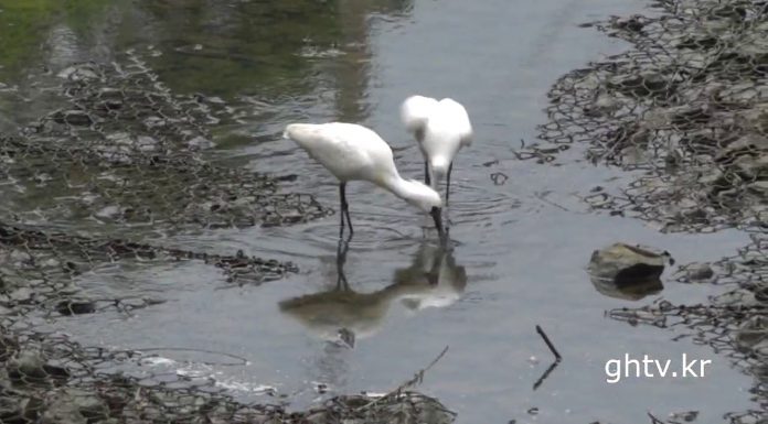 저어새(천연기념물 제205호)