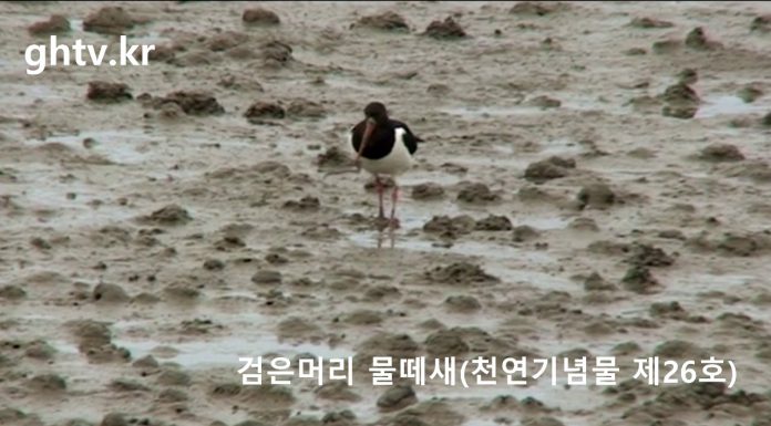 검은머리물떼새 (천연기념물 제26호)