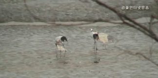 천연기념물 제202호 두루미의 강화도 여행