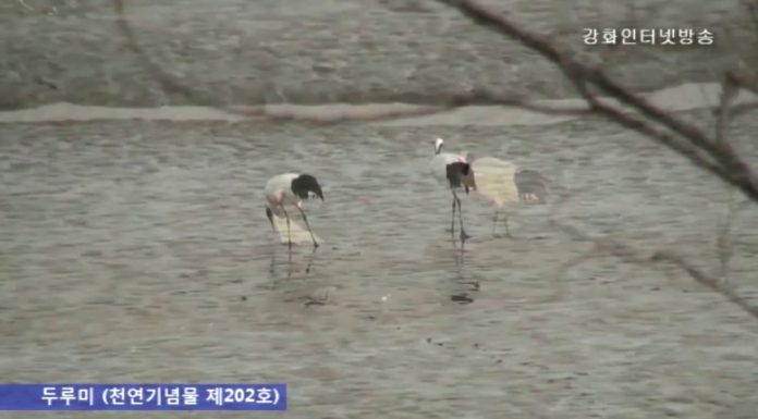 천연기념물 제202호 두루미의 강화도 여행