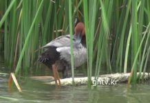 겨울철새 흰죽지 여름까지 있었네,