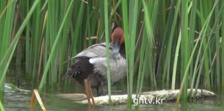 겨울철새 흰죽지 여름까지 있었네,