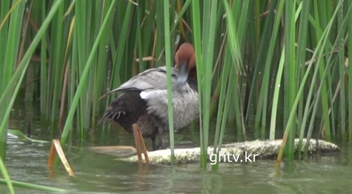 겨울철새 흰죽지 여름까지 있었네,