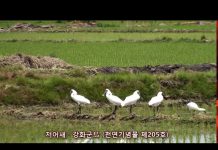 저어새(천연기념물 제205호