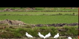 저어새(천연기념물 제205호