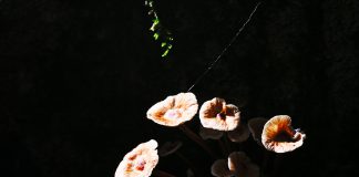 가랑잎 애기버섯