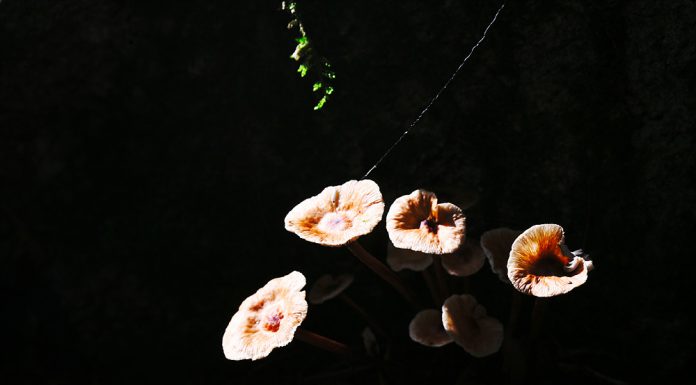 가랑잎 애기버섯