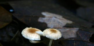 갈색고리 갓버섯