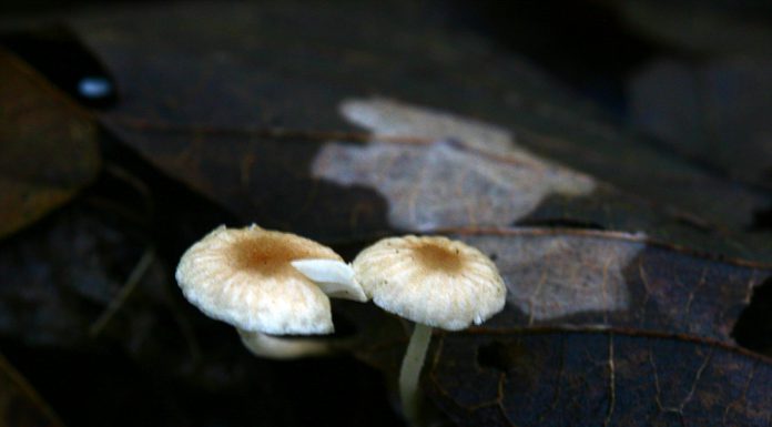 갈색고리 갓버섯