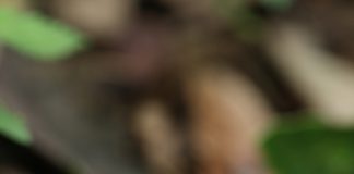 긴대밤그물버섯