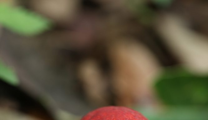 긴대밤그물버섯