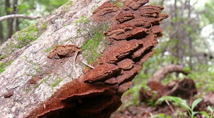 긴털 소나무 바늘버섯