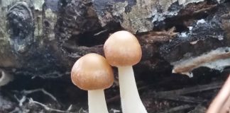 느티만가닥버섯