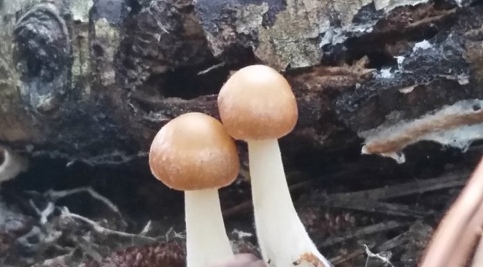 느티만가닥버섯