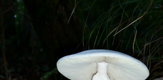 독우산광대버섯