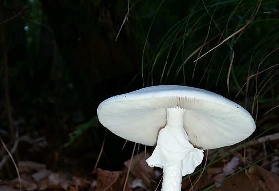 독우산광대버섯