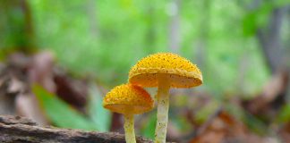 등색가시비녀버섯