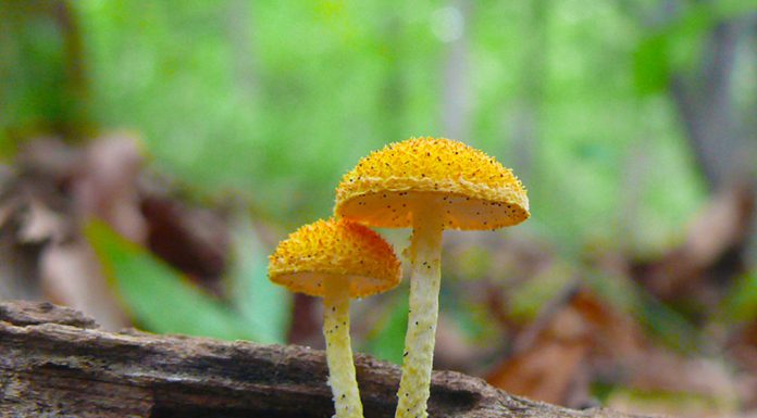 등색가시비녀버섯