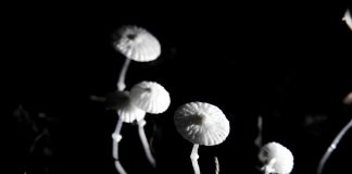 마른가지 선녀버섯