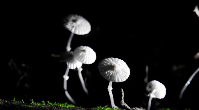 마른가지 선녀버섯