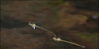 방울실잠자리의 사랑