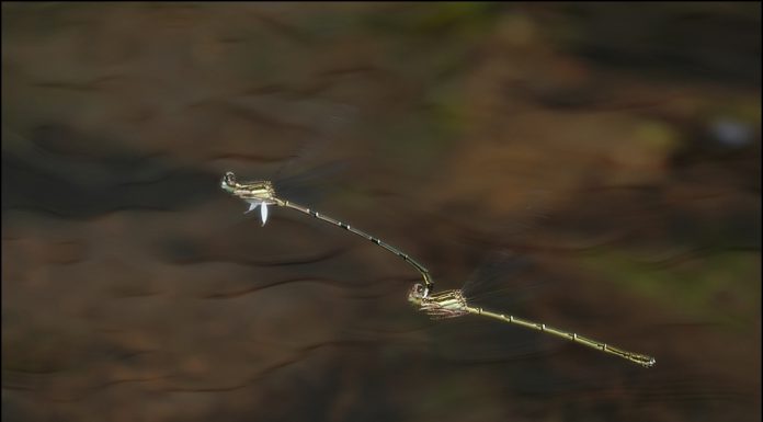 방울실잠자리의 사랑