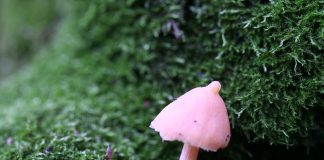 붉은꼭지와 대버섯