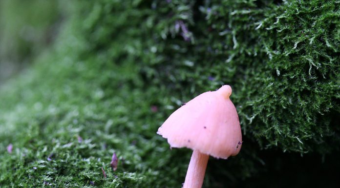 붉은꼭지와 대버섯