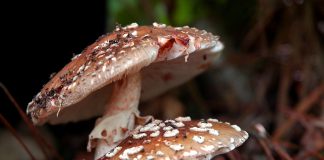 붉은점박이광대버섯