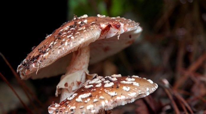 붉은점박이광대버섯